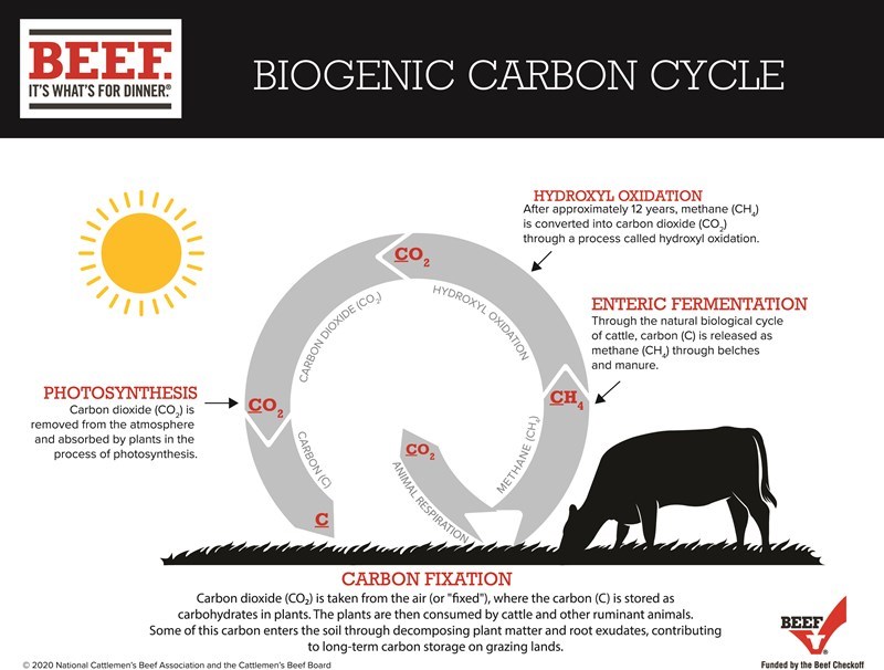 https://www.wabeef.org/Media/WABEEF2019/Images/031221-07-biogenic-carbon-cycle-infographic-3122021.jpg?width=1120